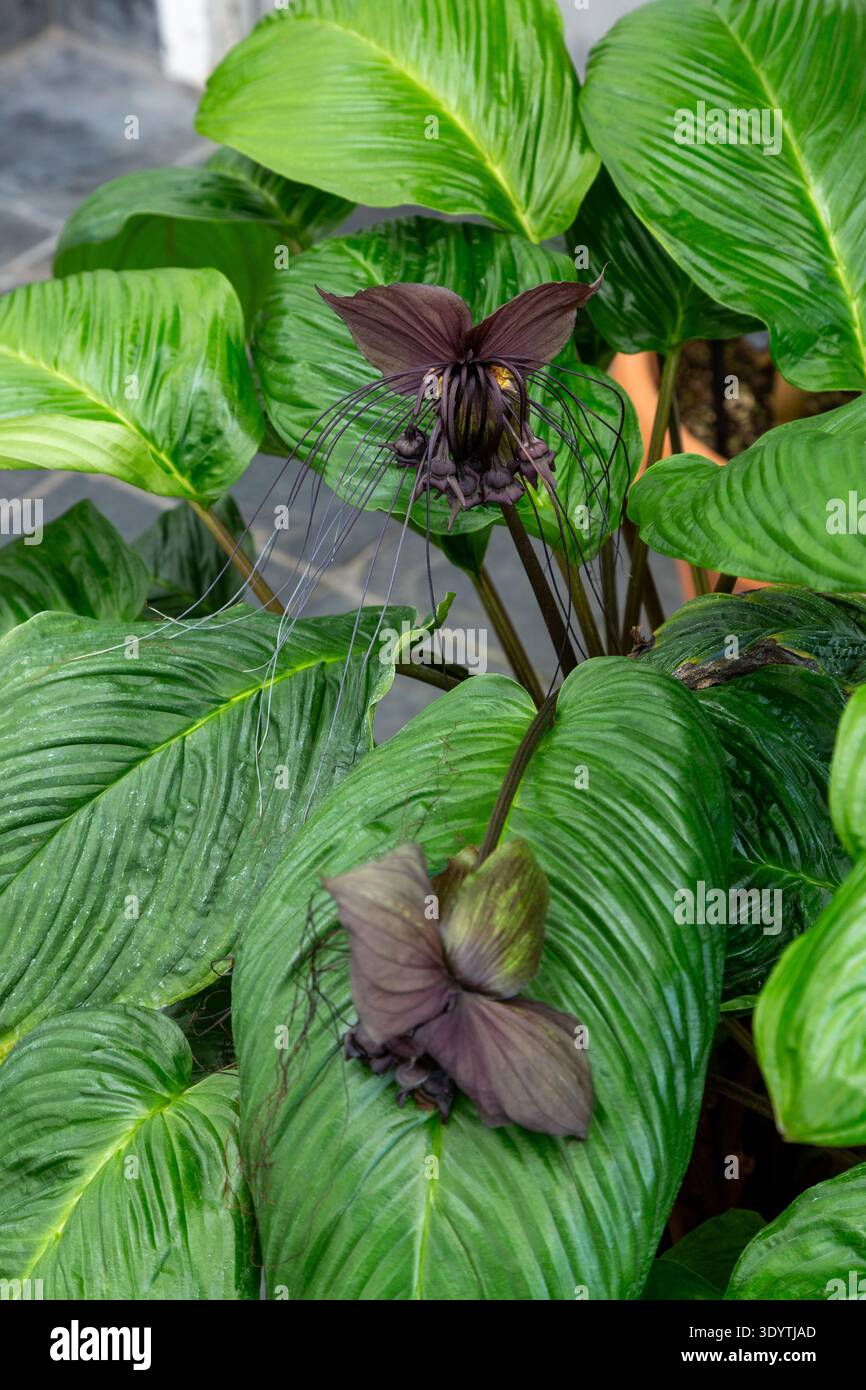 Tacca chantieri, auch bekannt als Black bat Flower, in den Wellington Botanic Gardens, Nordinsel, Neuseeland Stockfoto