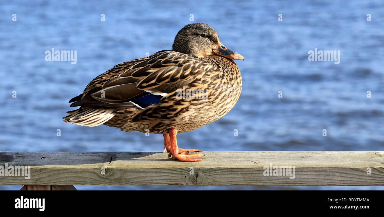 Erwachsene Stockenten (anas platyrhynchos) stehen auf einem hölzernen Handlauf. Cardiff Bay, März 2026 Stockfoto