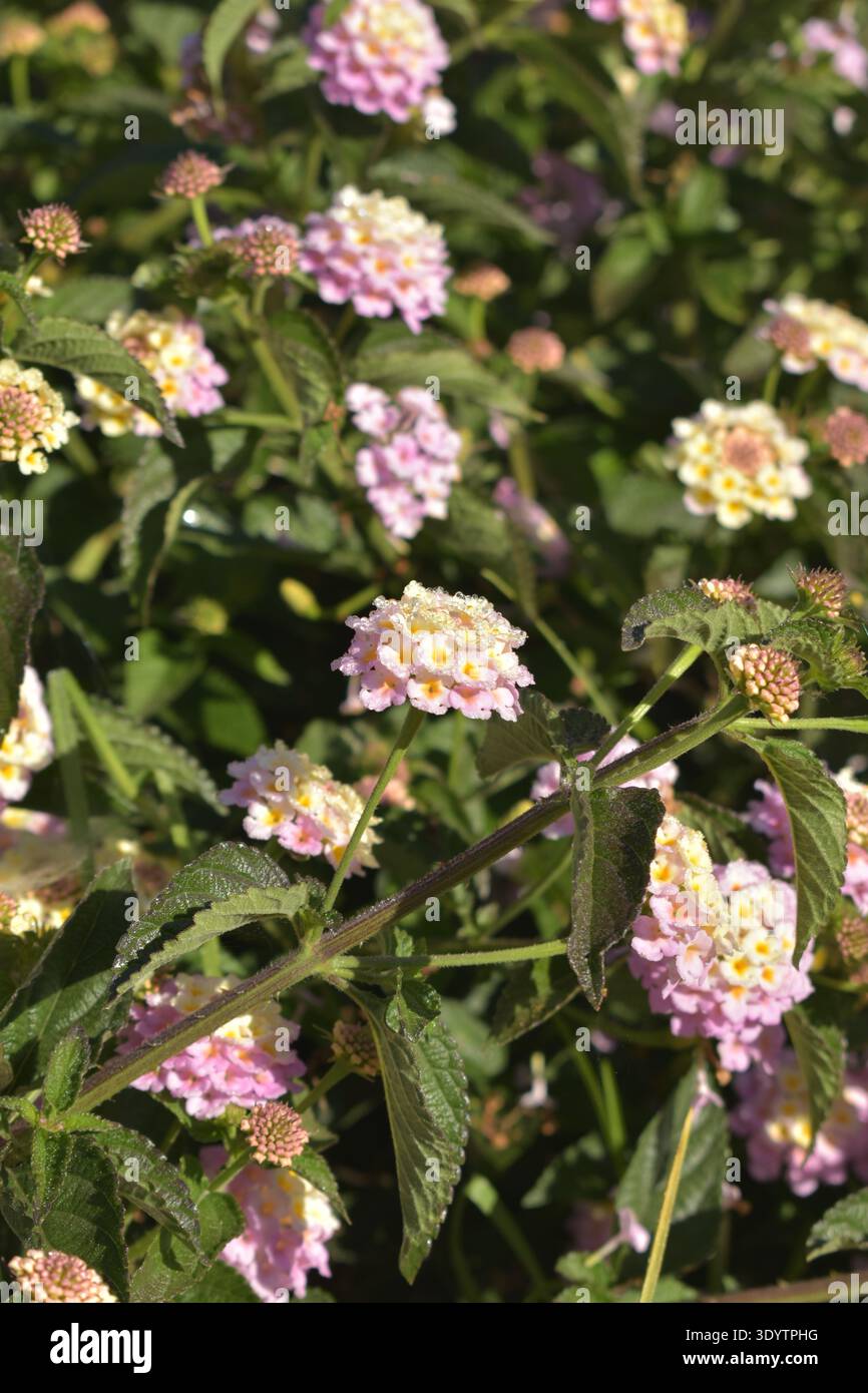Nahaufnahme von rosa und gelben lantana-Blüten (Lantana Camara) bedeckt mit Morgentau in natürlichem Sonnenlicht. Stockfoto