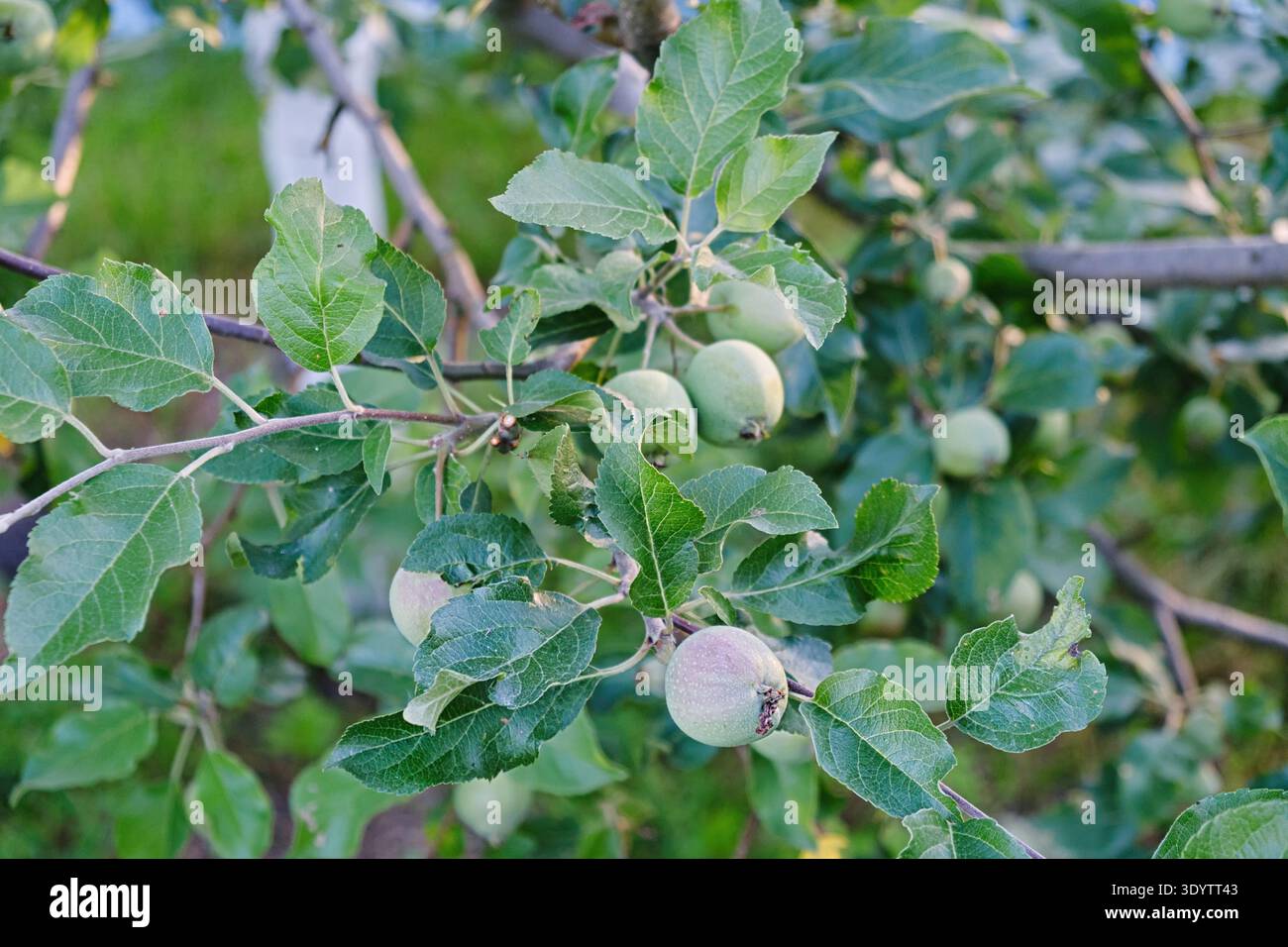 Grüner Apfel, der auf Baumzweig wächst, mit frischem Blatt im Obstgarten. Bio-Landwirtschaft und gesundes Lebensmittelkonzept mit Sommertageslicht, Bokeh-Hintergrund und Stockfoto