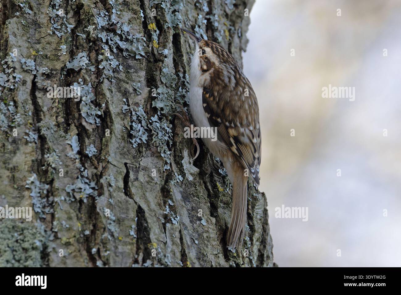 Treecreeper (Certhia familiaris) Norfolk März 2026 Stockfoto