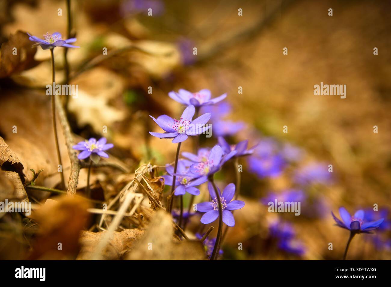 Hepatica blüht im Sonnenlicht, Nowiny, Polen Stockfoto