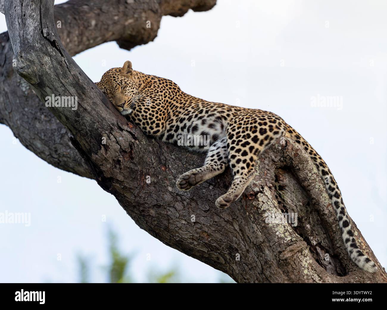 Nahaufnahme eines erwachsenen männlichen Leoparden (Panthera pardus), der in warmem Licht auf einem großen Zweig eines Baumes schlafend liegt Stockfoto