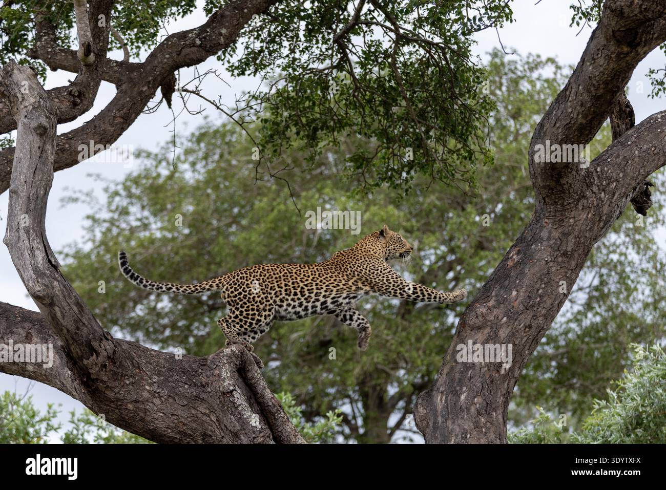 Seitenansicht eines Leoparden (Panthera pardus), der in einem Baum klettert. Hochklettern (Bild 2 in 3er-Reihenfolge) Stockfoto
