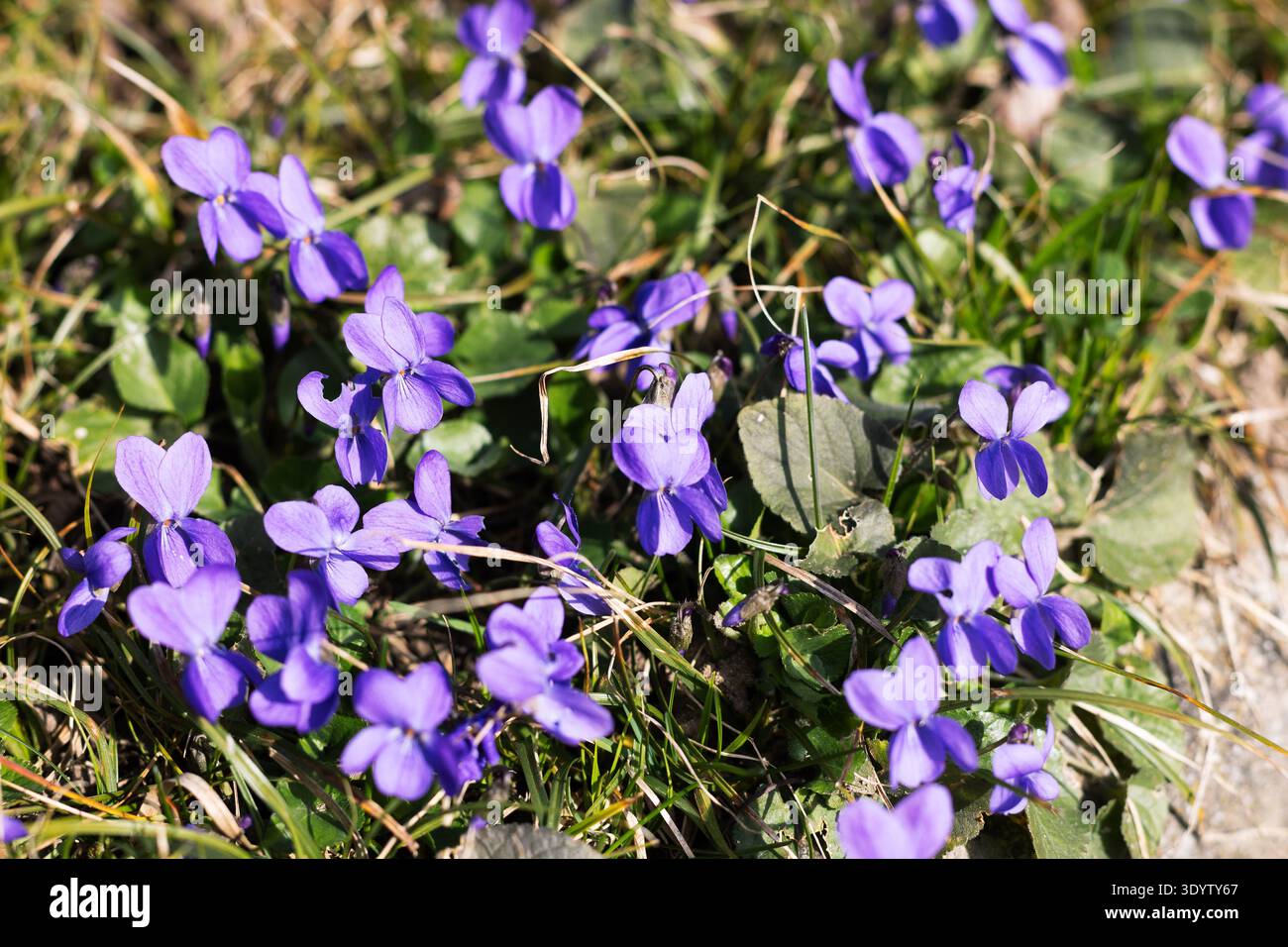 Wilde Violette Blumen Im Gras Stockfoto