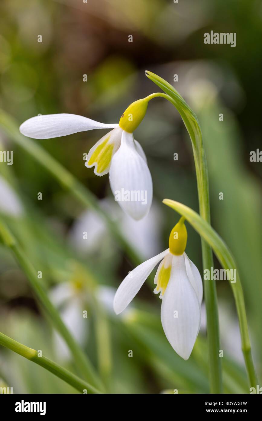 Galanthus „Trymlet“ Stockfoto
