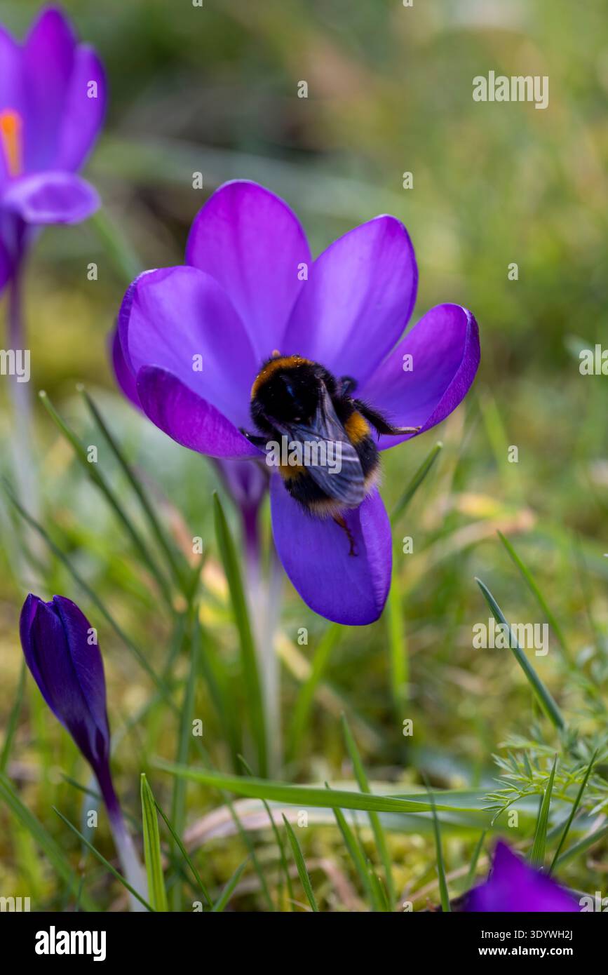 Buff Tail Hummel, Bombus terrestris Besuch eines Krokus „Ruby Riant“ im Frühjahr Stockfoto