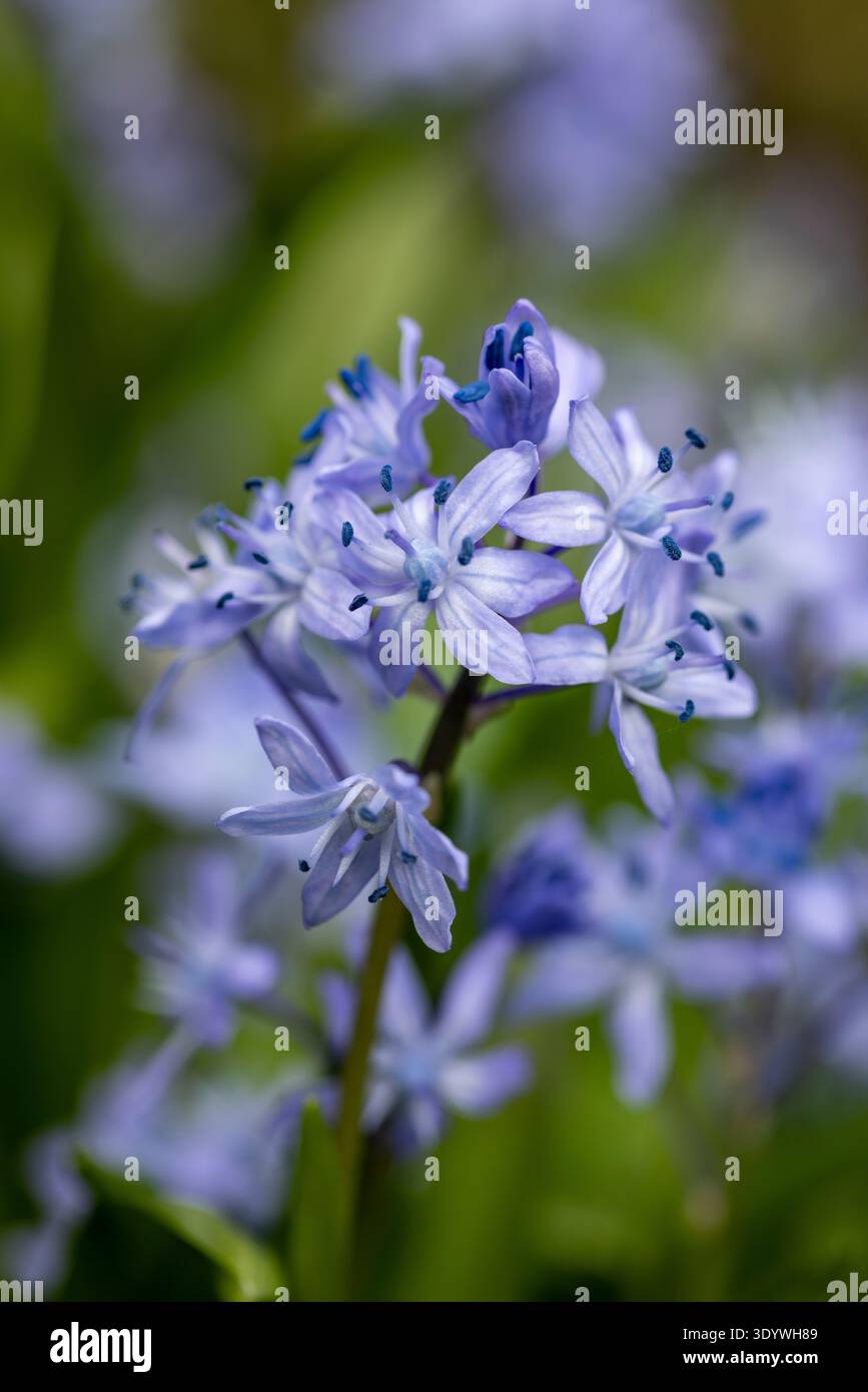 Scilla siberica „Spring Beauty“ Stockfoto