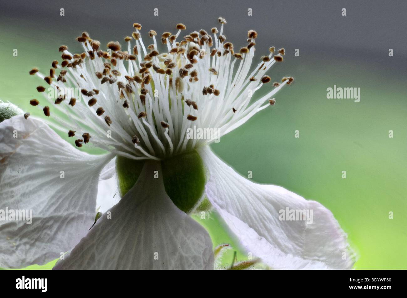 Brombeerblüte (Rubus sp.) In Nahaufnahme Stockfoto