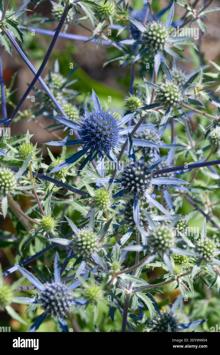 Dorny Blue Sea Stechly, Eryngium Planum Stockfoto