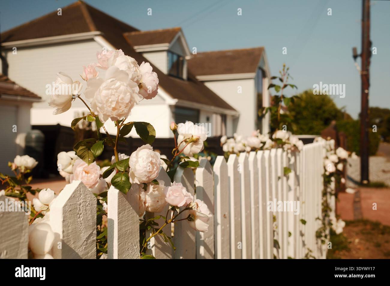Weiße Rosen wachsen neben einem Streifenzaun in einem ruhigen Küstenviertel in Worthing, West Sussex, England, Großbritannien Stockfoto