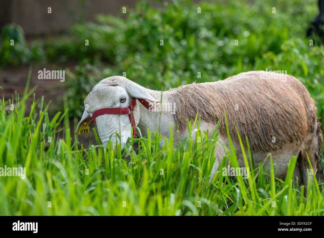 Hausschafe, die auf grüner Weide auf der Landfarm weiden Stockfoto