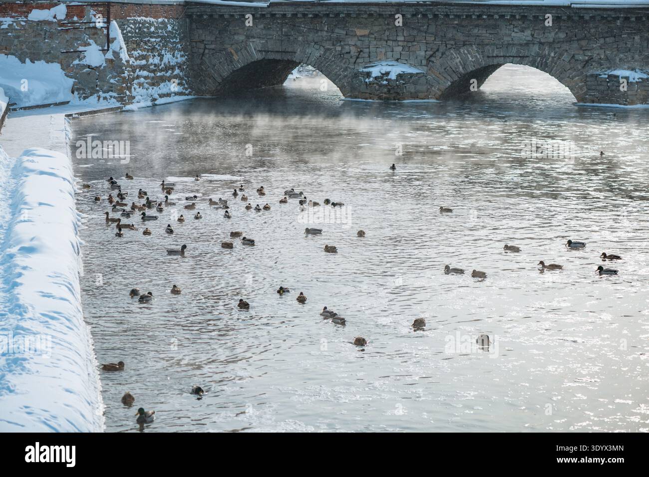 Enten schwimmen im teilweise gefrorenen Flusswasser, wobei Dampf von der kalten Oberfläche gegen eine alte Steinbrücke und verschneite Flüsse im Winter steigt Stockfoto