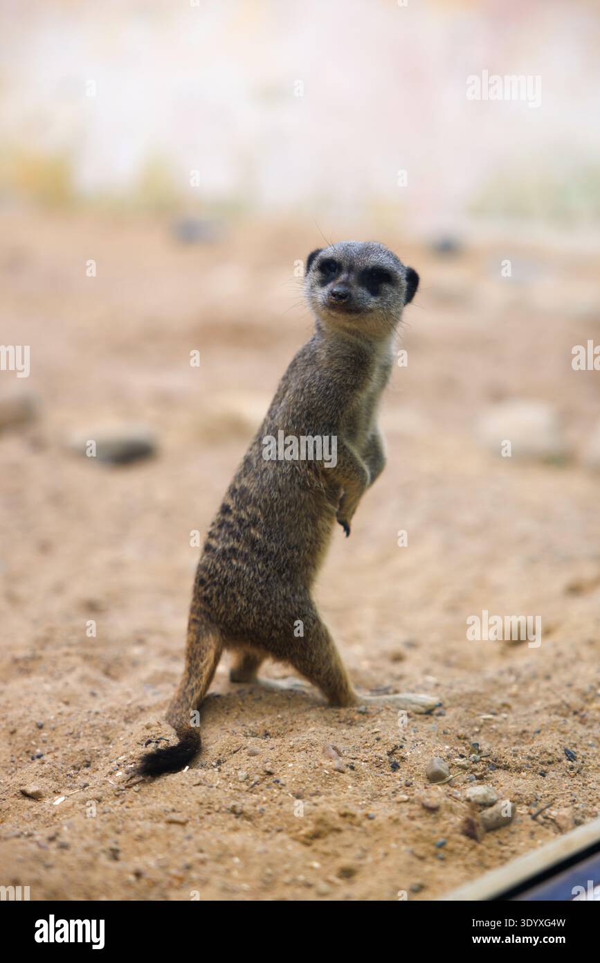 Erdmännchen Standalarm auf sandigem Boden Stockfoto