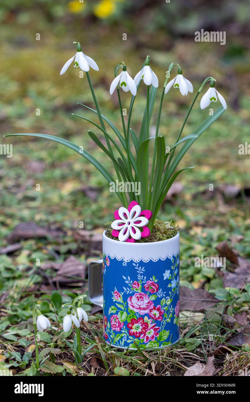 Schneeglöckchen (galanthus nivalis) in einer Tasse im Garten Stockfoto