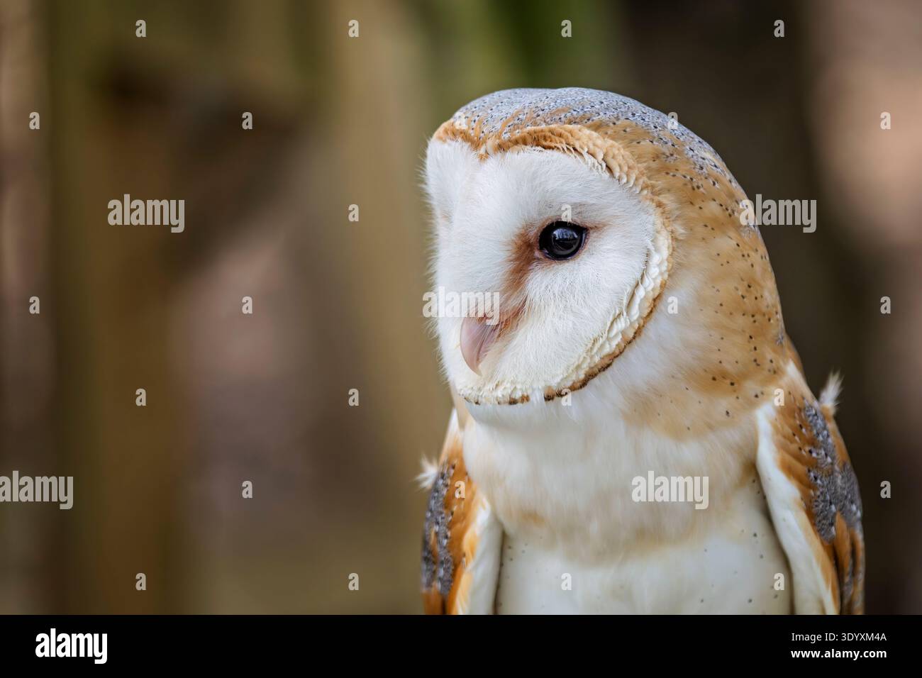 Nahaufnahme des Kopfes einer wunderschönen Scheuneneule mit braunem Bokah-Hintergrund in Wiltshire, Großbritannien Stockfoto