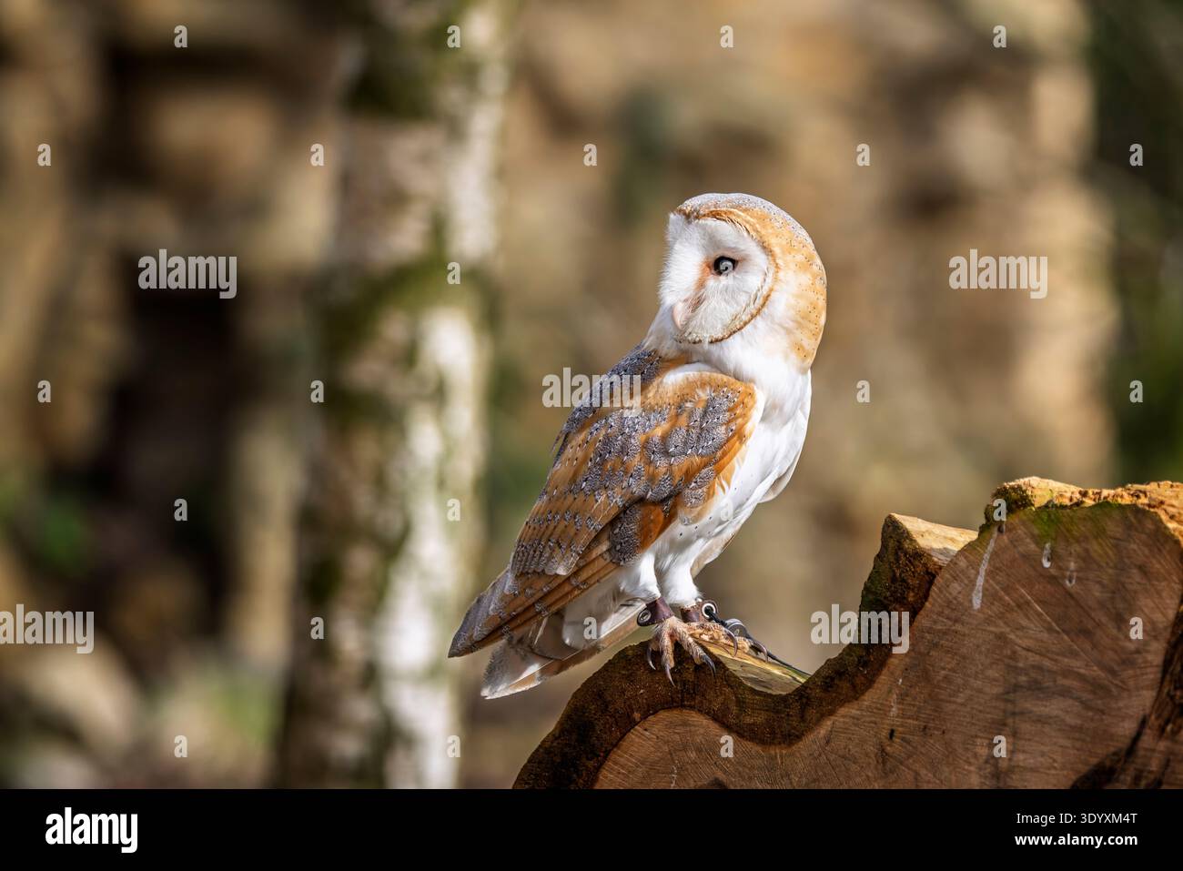 Nahaufnahme einer wunderschönen Scheuneneule auf Baumstumpf mit braunem Bokah-Hintergrund in Wiltshire, Großbritannien Stockfoto