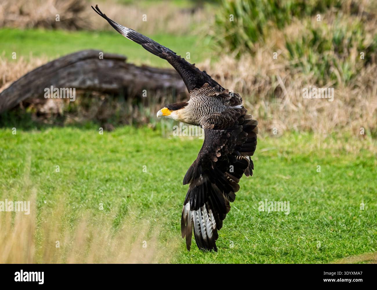 Nahaufnahme einer Crested Caracara mit ausgebreiteten Flügeln, die auf grünem Gras landen. Stockfoto