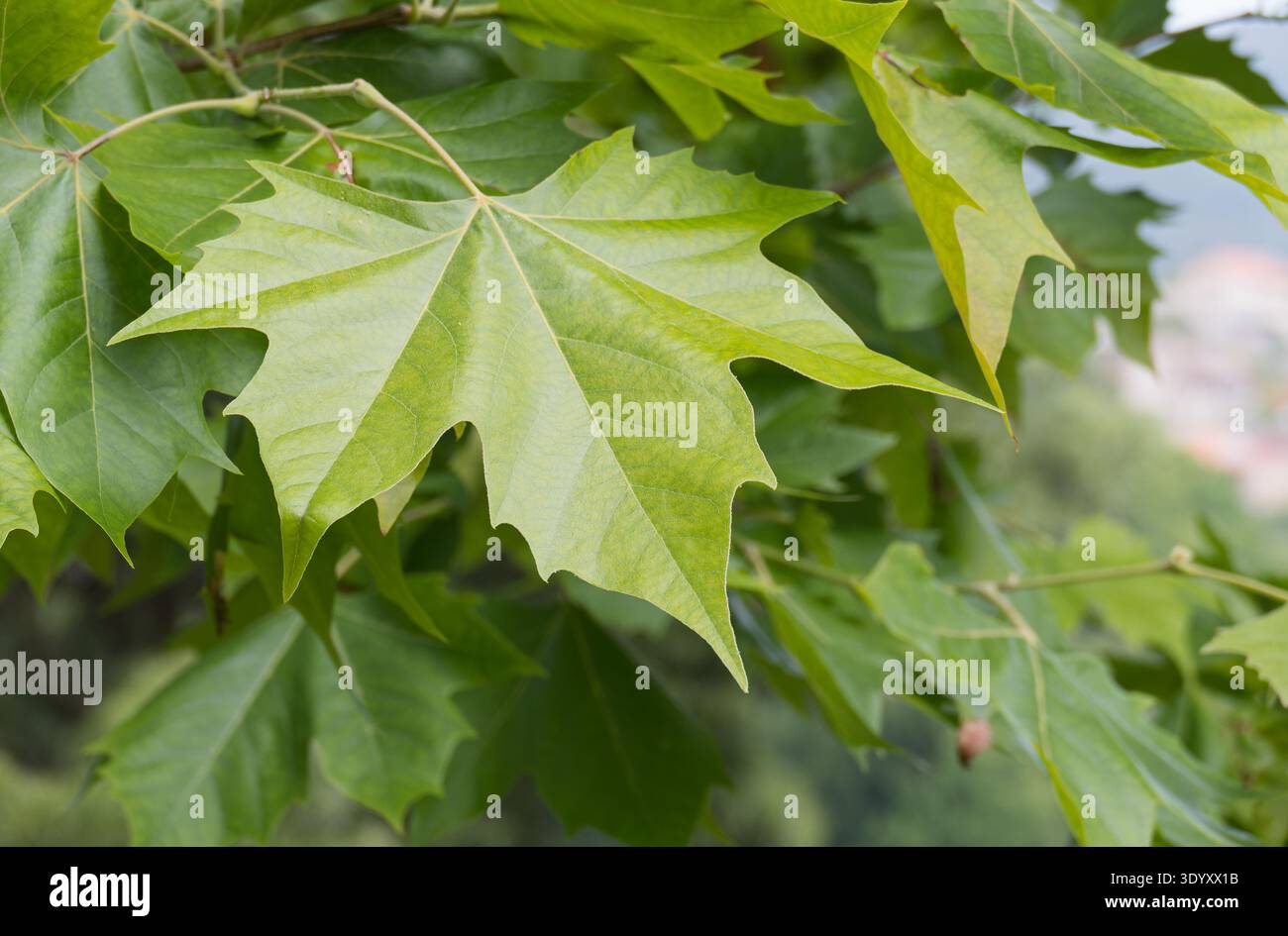 Detaillierte Ansicht von grünem Platanus acerifolia auf einem Zweig mit weichem natürlichen Hintergrund Stockfoto