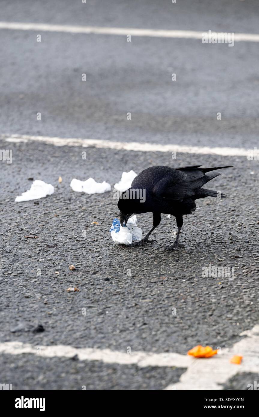 Rook, (Corvus frugilegus) sammelt Essen auf einem städtischen Parkplatz. Cumbria, Großbritannien. Stockfoto