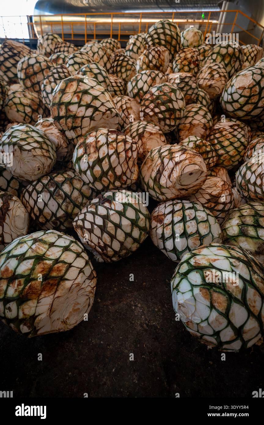 Agave Hearts, die dazu bestimmt sind, Tequila in Tequila, Jalisco, Mexiko herzustellen Stockfoto