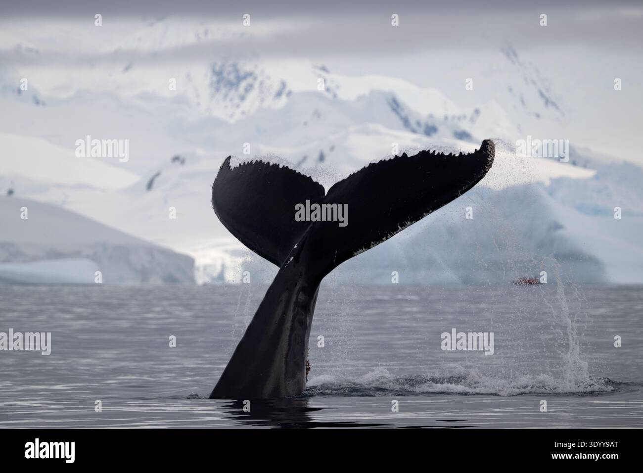 Ein tauchender Buckelwal schlägt mit der Schwanzflosse hoch in die Luft, das Wasser senkt sich und verdeckt fast ein vorbeifahrendes Zodiac-Schlauchbo Stockfoto