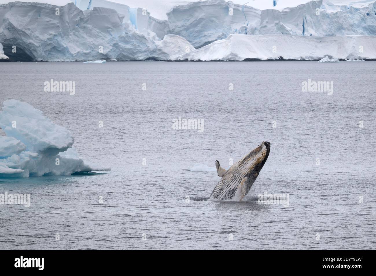 Ein Buckelwal entspringt in der Nähe eines Eisbergs aus dem Wasser, vor der Küste der Antarktischen Halbinsel, Antarktis. Stockfoto