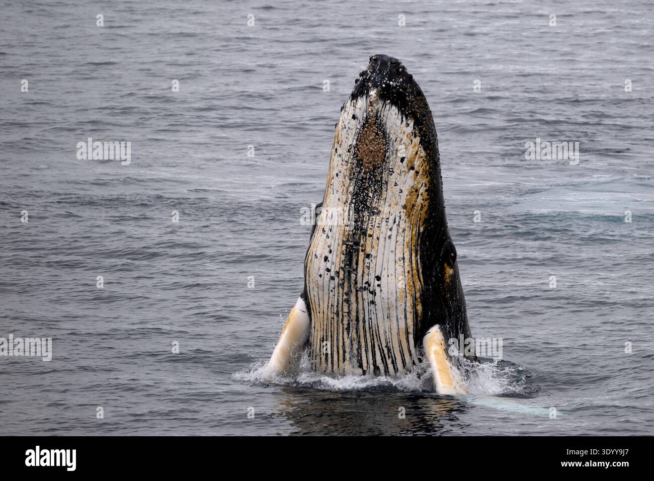Ein Buckelwal springt aus dem Wasser, vor der Küste der Antarktischen Halbinsel, Antarktis Stockfoto