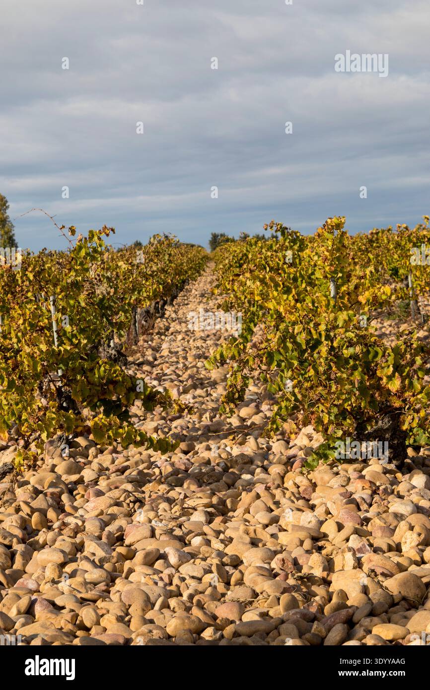Weinberg von Châteauneuf-du-Pape mit Pebbles oder Galets roulés auf dem Boden. Rhonetal, Frankreich Stockfoto