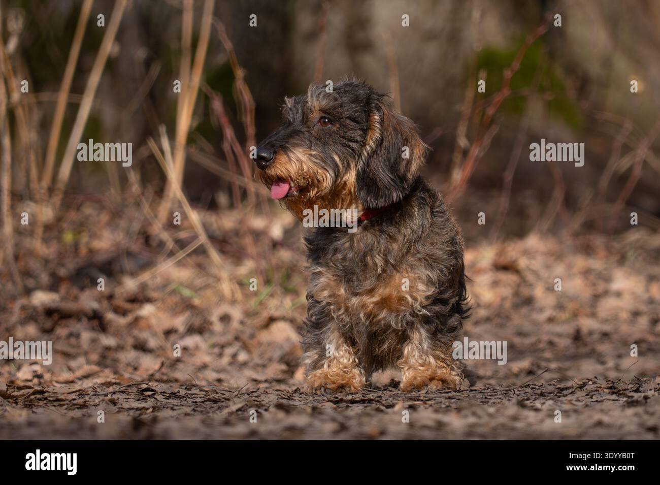 Aufmerksamer Dachshund mit Drahthaar, der an einem sonnigen Tag auf trockenen Blättern im Wald sitzt. Stockfoto