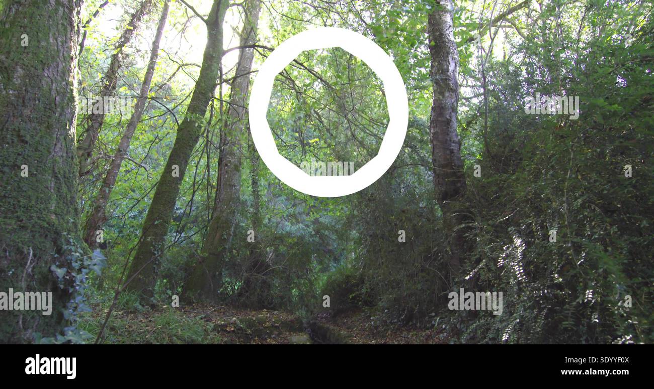 Weißer Ring im Kontrast zum grünen Baldachin am Waldweg, mit moosigen Stämmen Stockfoto