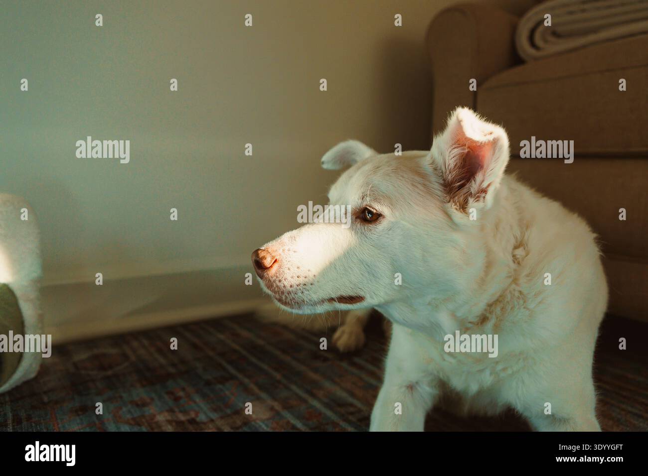 Ein weißer Hund steht auf einem Teppich neben einer Couch in einem sonnigen Raum und zeigt Interesse daran, was um ihn herum passiert. Stockfoto