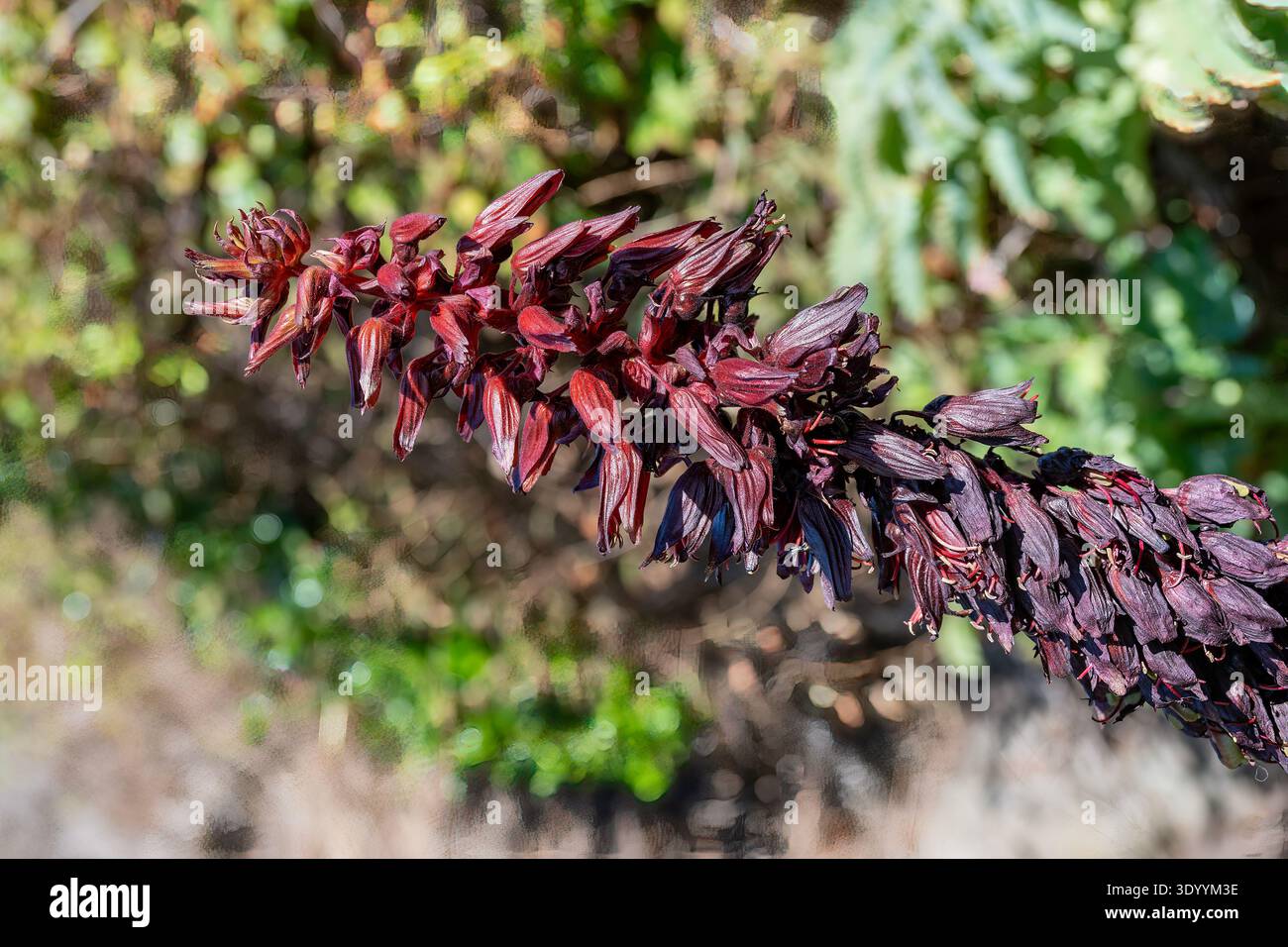 Melianthus Major, Cape Honey Flower Stockfoto