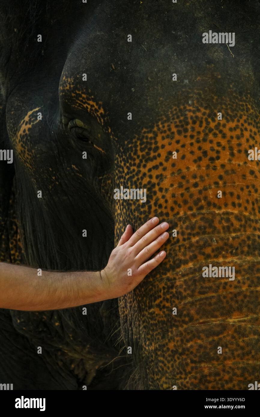 Menschliche Hand berührt Elefantenhaut, Details. Konzept: Ethische Interaktion mit menschlichen Wildtieren. Stockfoto
