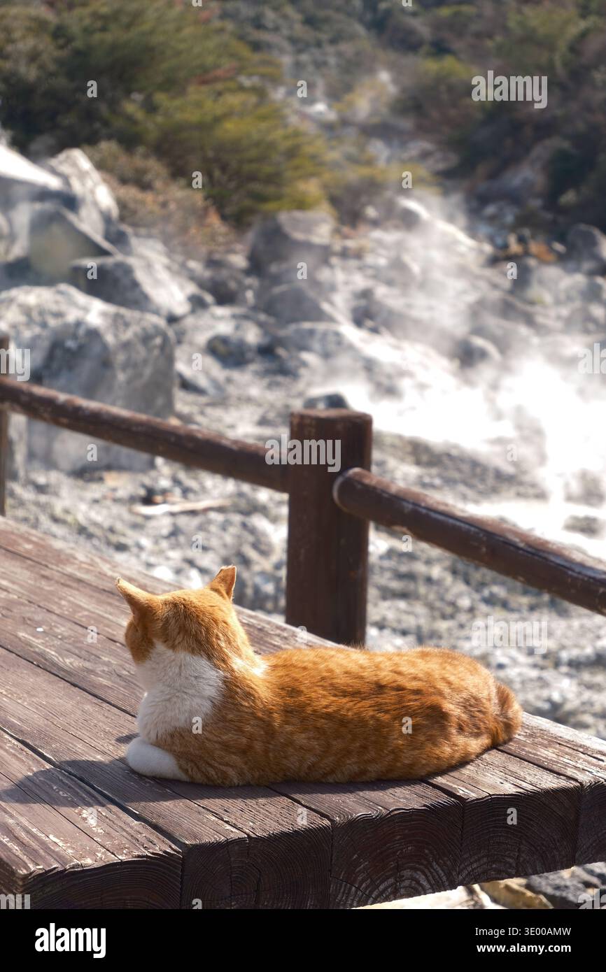 Niedlicher Ingwer und weiße streunende Katze sitzen auf einer hölzernen Promenade in der Nähe von Natural Hot Spring Steam, Nagasaki, Japan Stockfoto