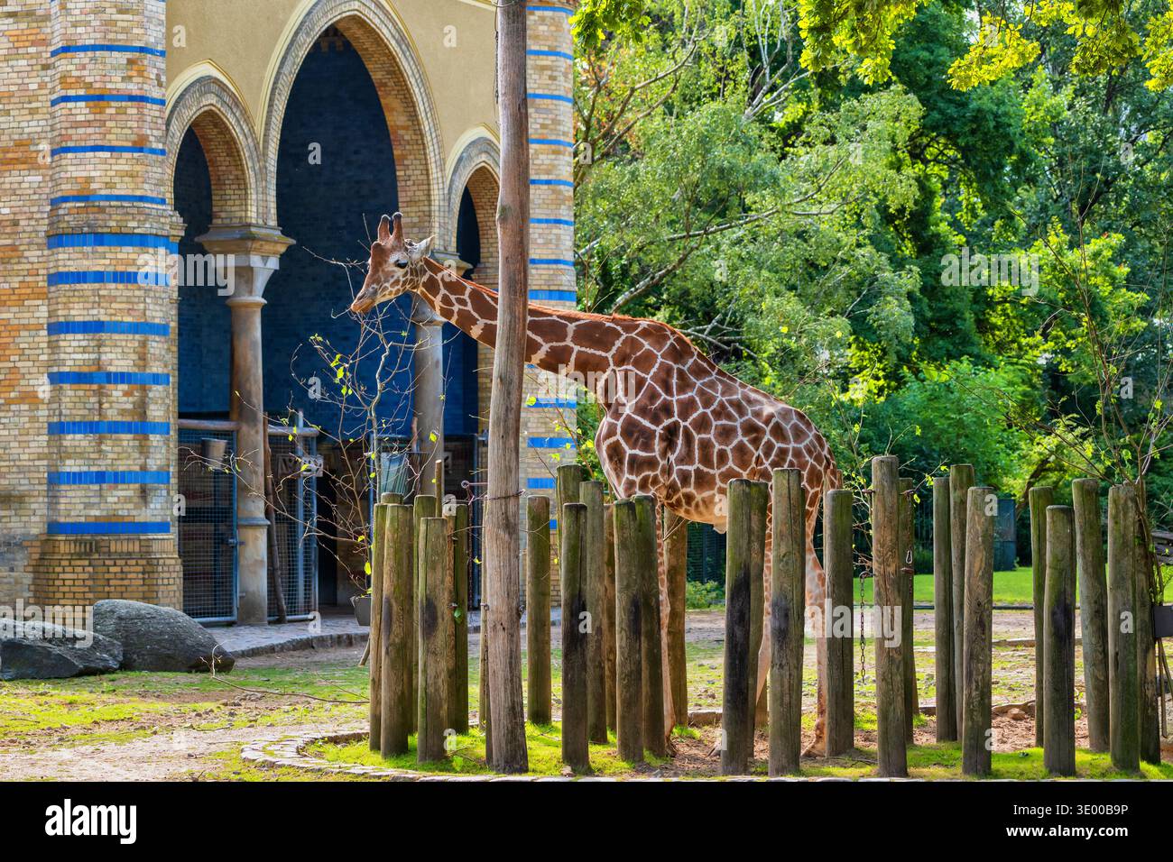Rothschildgiraffe (Giraffa camelopardalis rothschildi) - Nubische Giraffe (Giraffa camelopardalis) Ökotyp im Berliner Zoo, kritisch gefährdete Anime Stockfoto