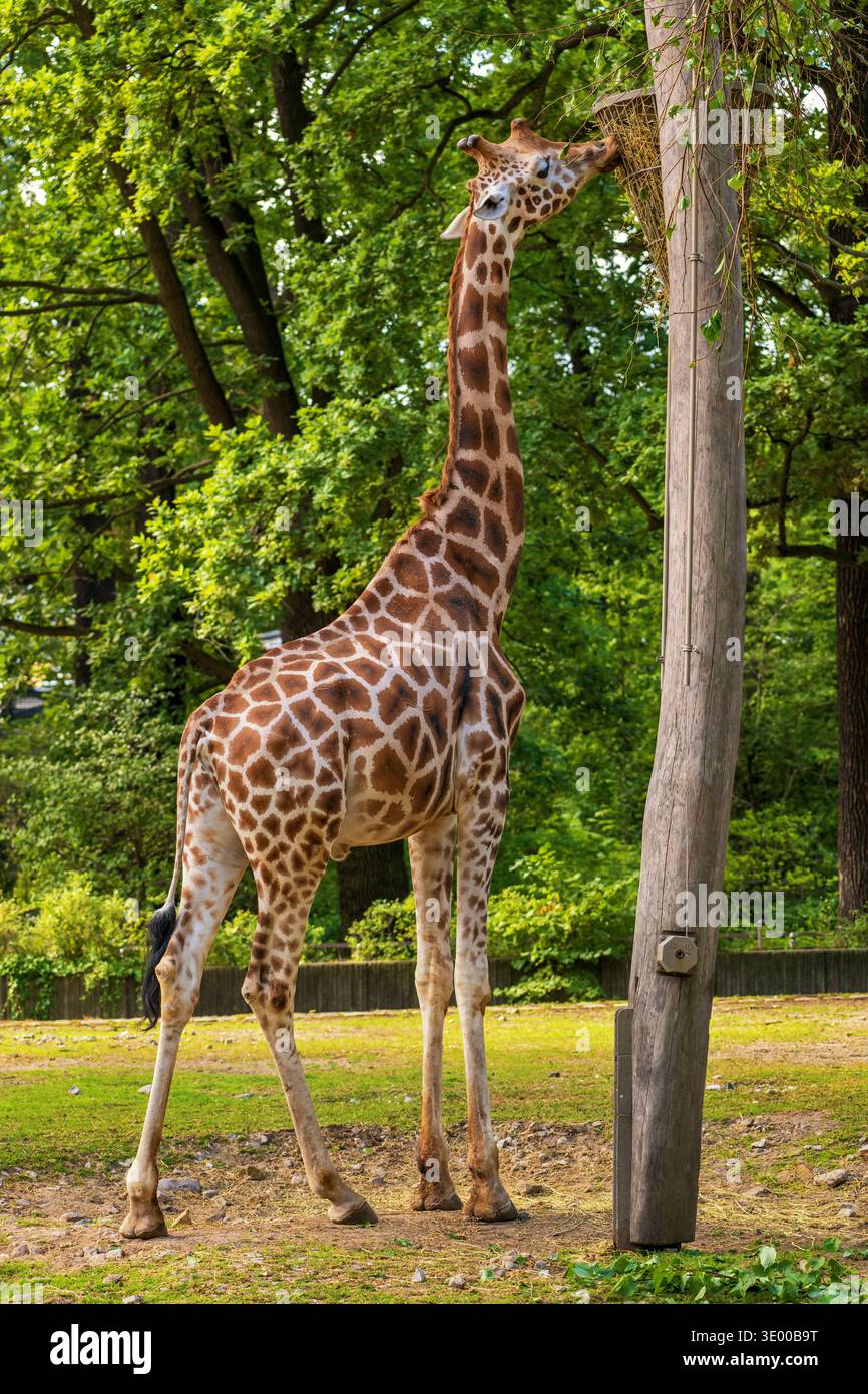 Rothschildgiraffe (Giraffa camelopardalis rothschildi) - Nubische Giraffe (Giraffa camelopardalis) Ökotyp, der Heu im Berliner Zoo isst, kritisch endan Stockfoto