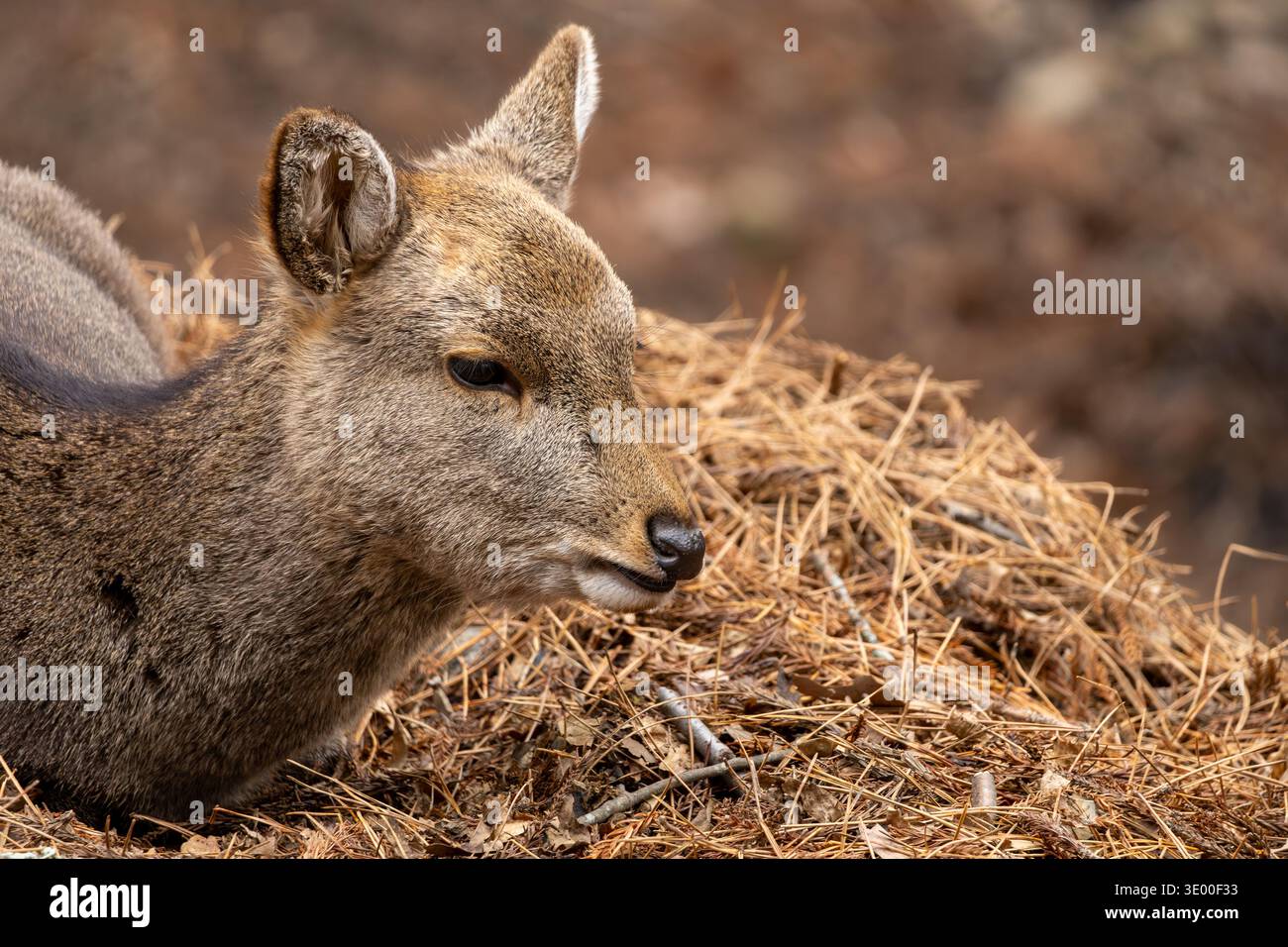Ein wildes sika-Hirsch ruht auf Kiefernnadeln auf dem Waldboden im Nara Park, Nara, Japan. Stockfoto