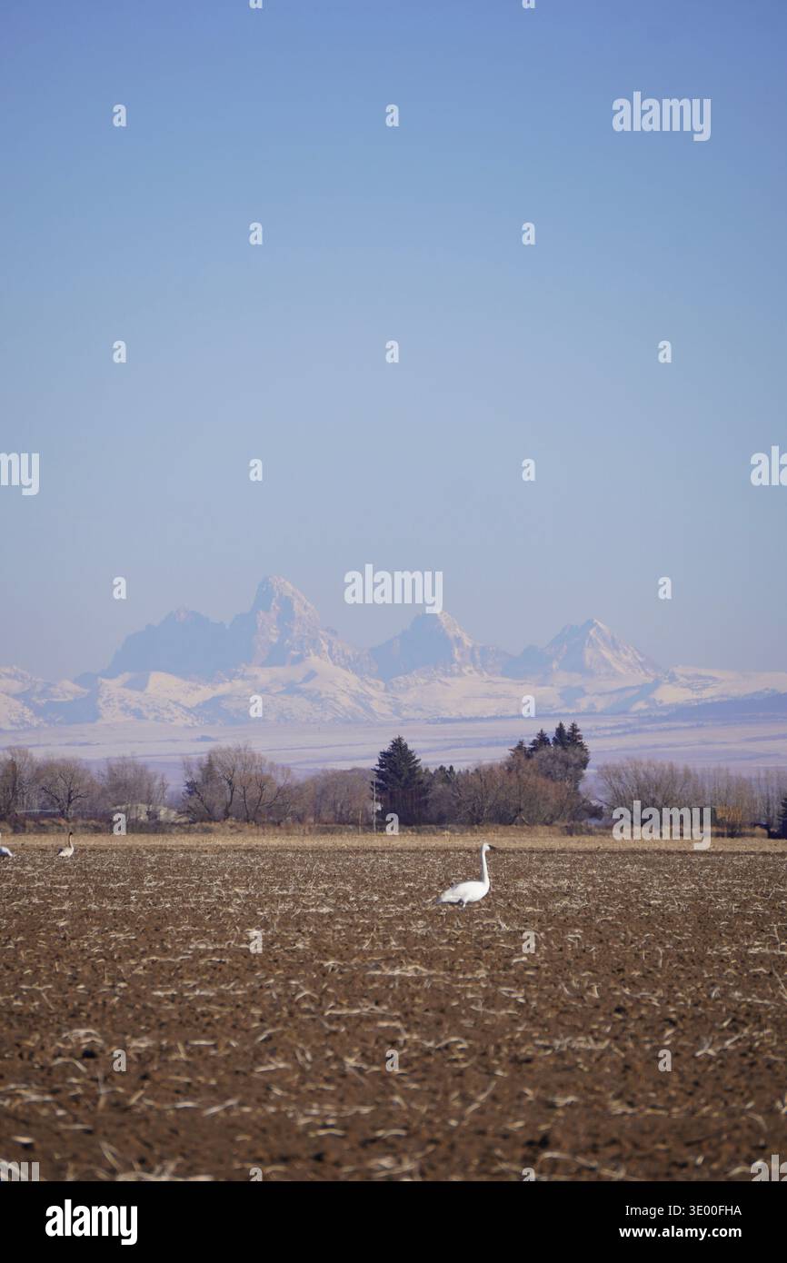 Eine ländliche Szene mit den Teton Mountains im Hintergrund, die an klaren Tagen majestätisch wirken Stockfoto