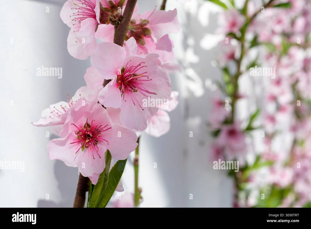 Nektarine Prunus Lord Napier, Peach, March, Sussex, Großbritannien Stockfoto