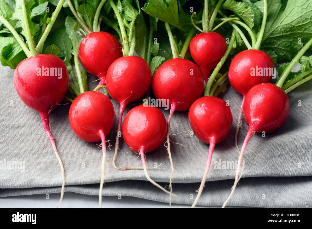 Ganze Radieschen mit Stielen und Wurzeln auf Leinentuch. Frisches Gemüse für die biologische Ernährung und einfache Küchenzusammensetzung Stockfoto