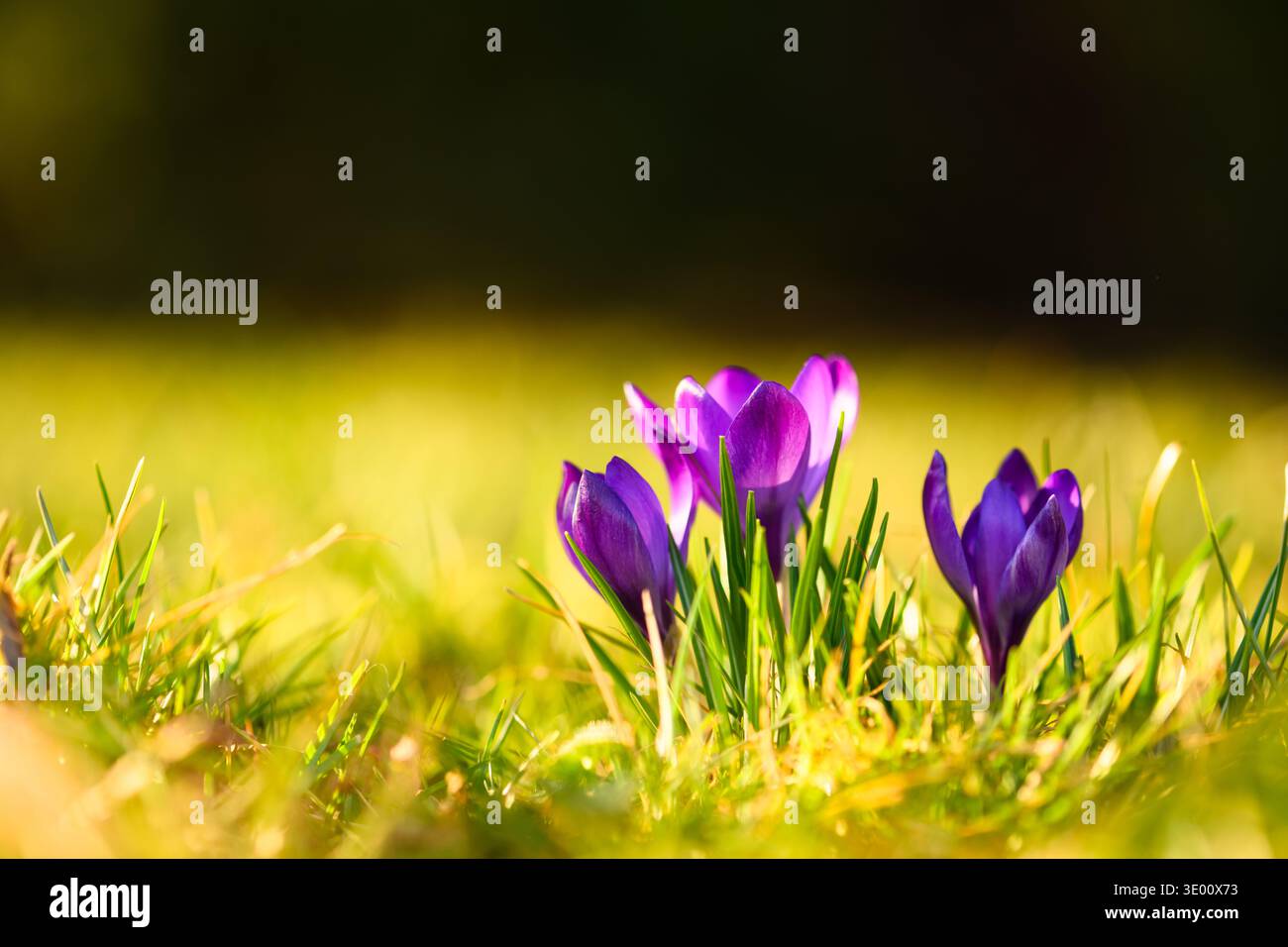 Lila Krokusse blühen in hellgrünem Gras unter warmem goldenem Sonnenlicht. Blumen des ersten Frühlings, leuchtende Farben, saisonales Wachstum, Makrotiefe Stockfoto