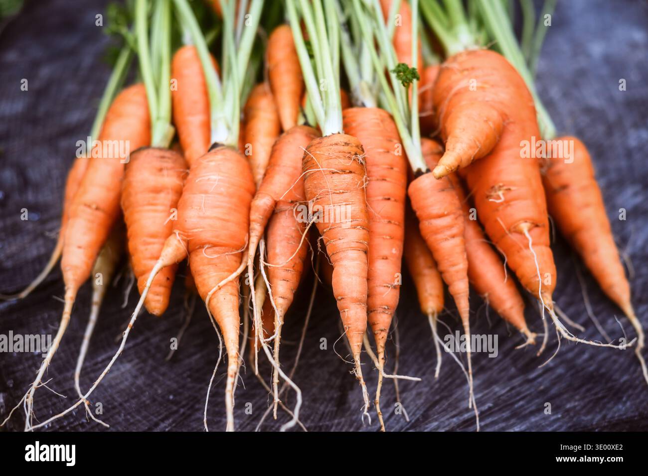 Frische Bio-Karotten mit Wurzeln und Spitzen auf rustikalem Holz. Gesundes Gemüseerntekonzept Stockfoto