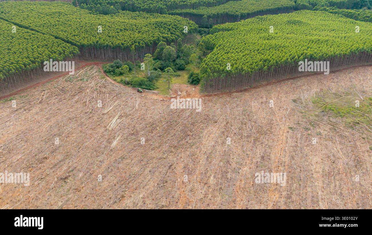 Aus der Vogelperspektive ein starker Kontrast zwischen dem dichten grünen Baldachin eines Waldes und dem kargen, geernteten Land, White River, Mpumalanga, Südafrika. Stockfoto