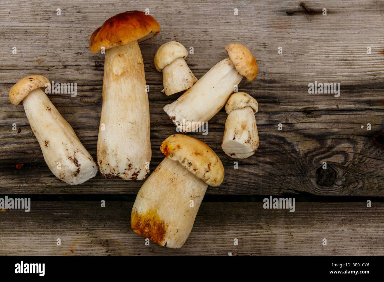 Frisch gepflückte Steinpilze auf rustikalem Holztisch. Draufsicht Stockfoto