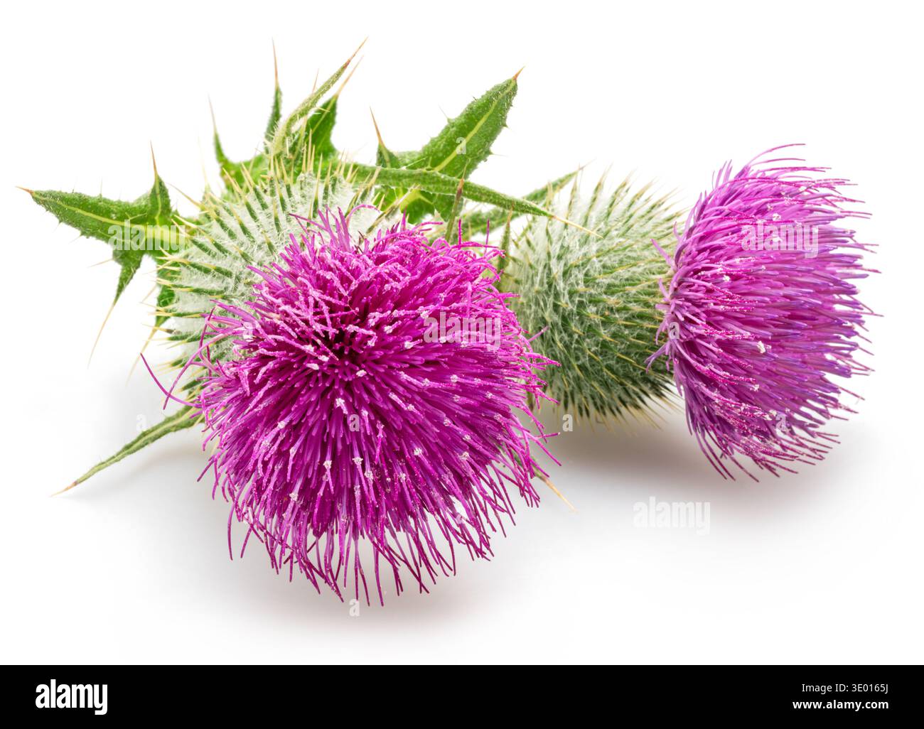 Mariendistel Blumenköpfe isoliert auf weißem Hintergrund. Stockfoto