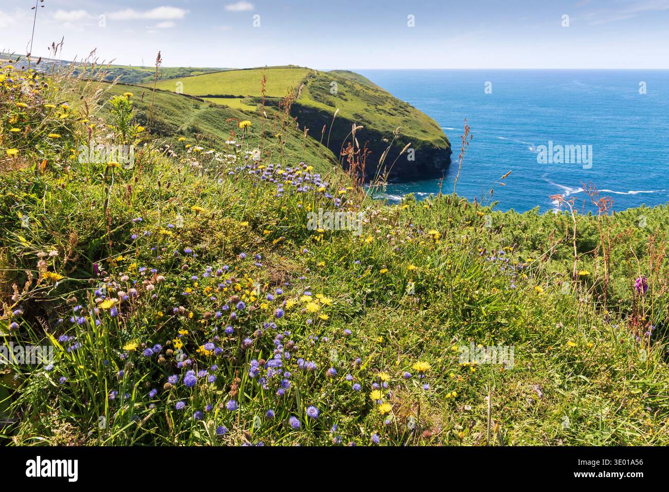 Wildblumen wachsen auf Pentargon Cliff, Boscastle, Cornwall, Großbritannien Stockfoto