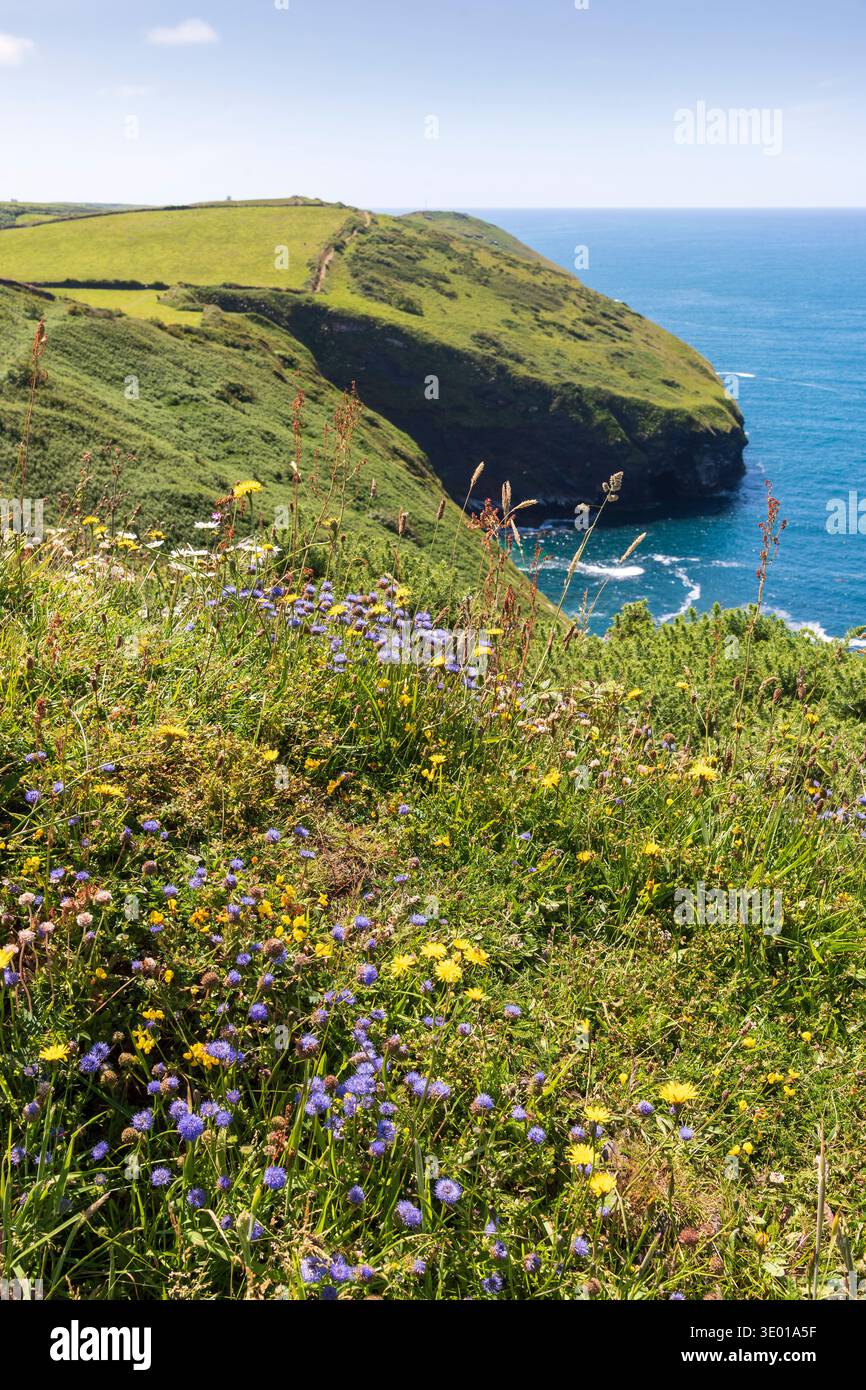 Wildblumen wachsen auf Pentargon Cliff, Boscastle, Cornwall, Großbritannien Stockfoto