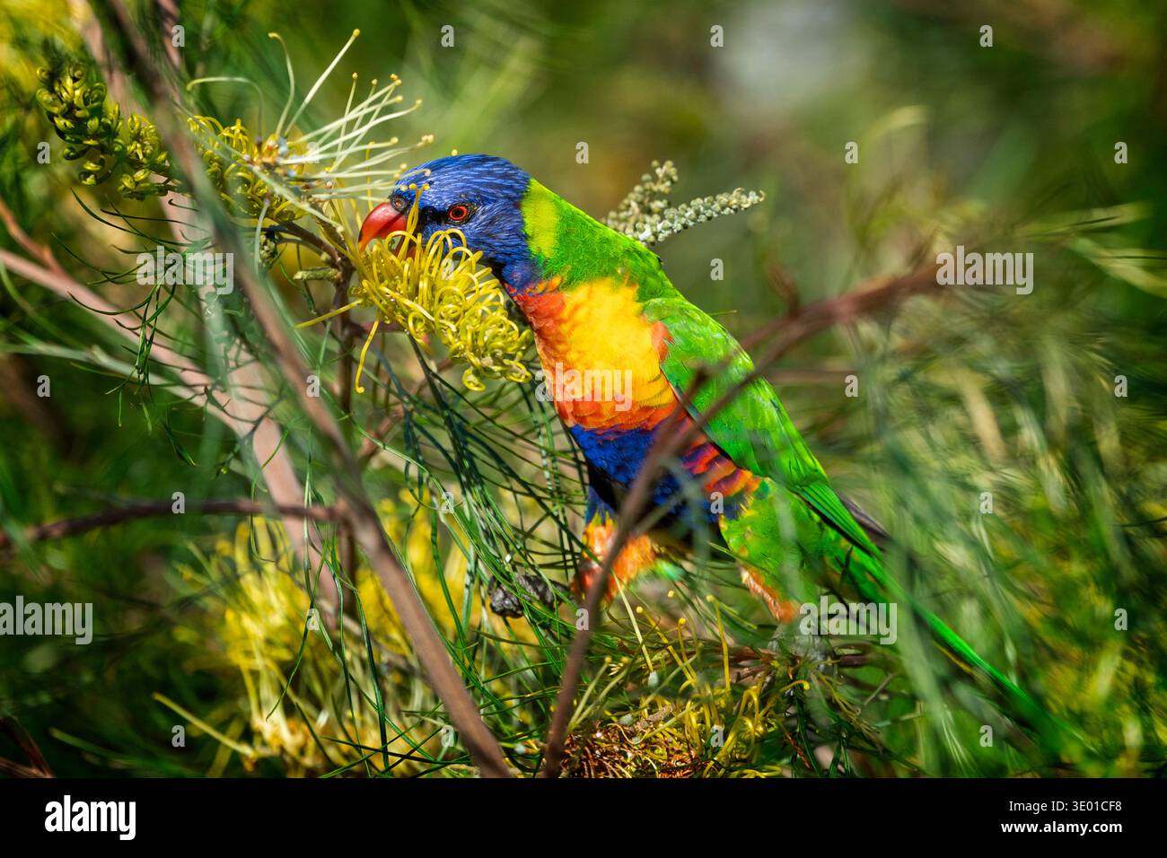 Rainbow lorikeet (Trichoglossus moluccanus), der sich von gelben Grevillea-Blüten ernährt Stockfoto
