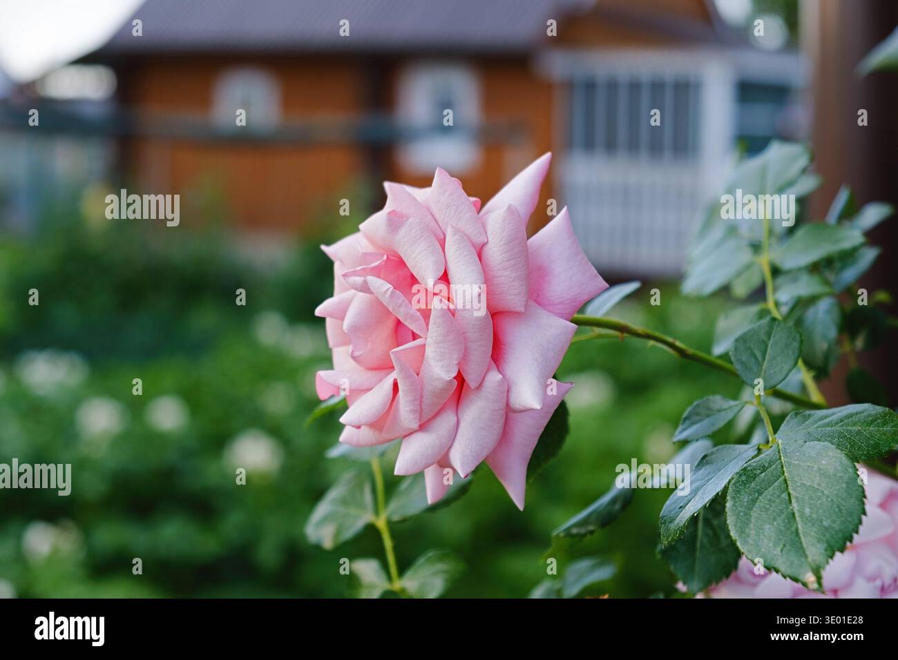 Nahaufnahme einer rosafarbenen Rosenblüte auf einem Stamm mit grünem Blatt in einem Garten. Natürliches Licht, weiches Bokeh und Kopierraum, romantischer floraler Hintergrund für Hochzeit d Stockfoto